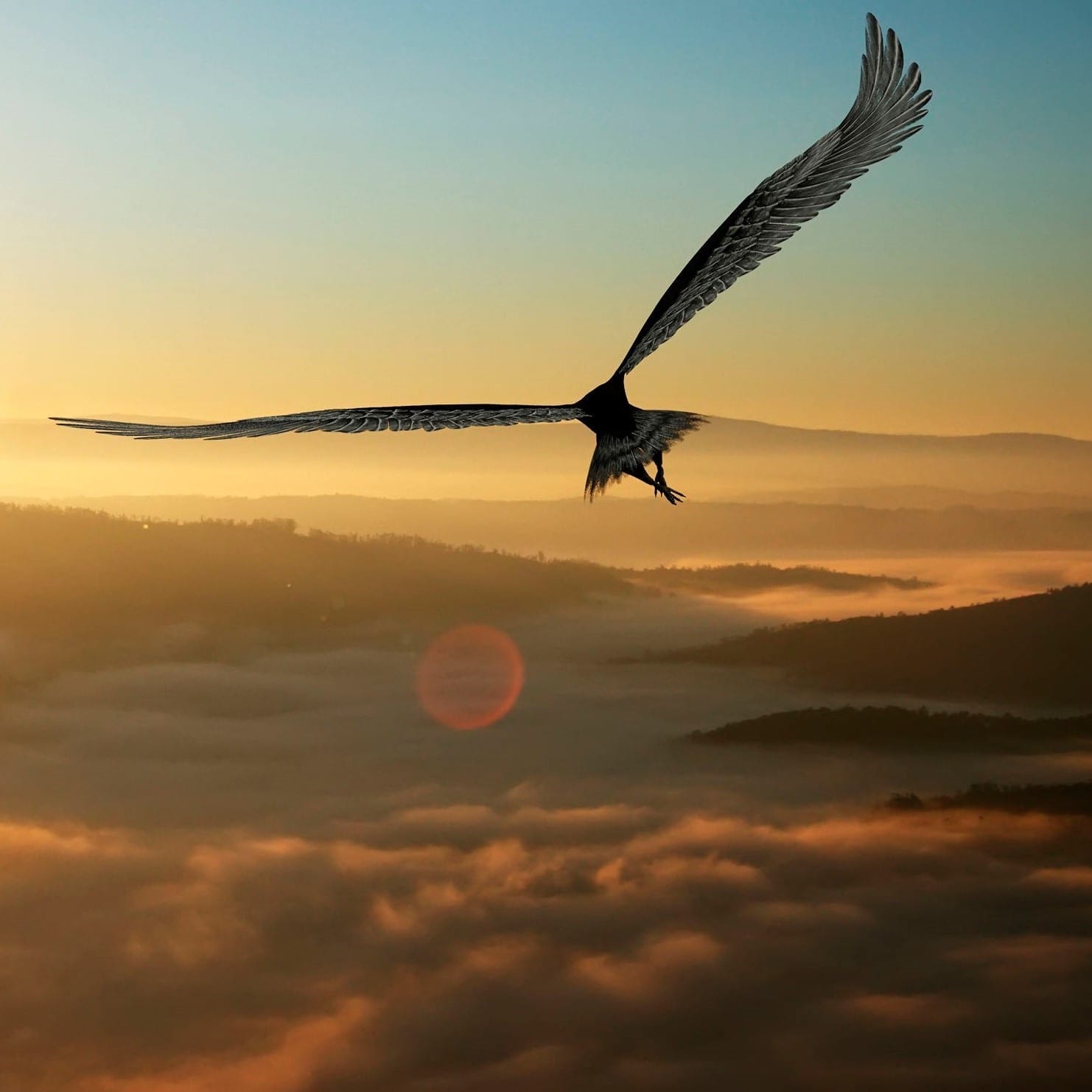 Способность птиц летать всегда привлекала человека основная. Научусь летать один. Научись летать. Учись летать один. Свободный полет птицы.